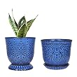 Plants